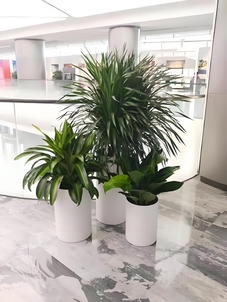 宁波慈溪盆景出租价格实惠 宁波慈溪盆景出租价格实惠